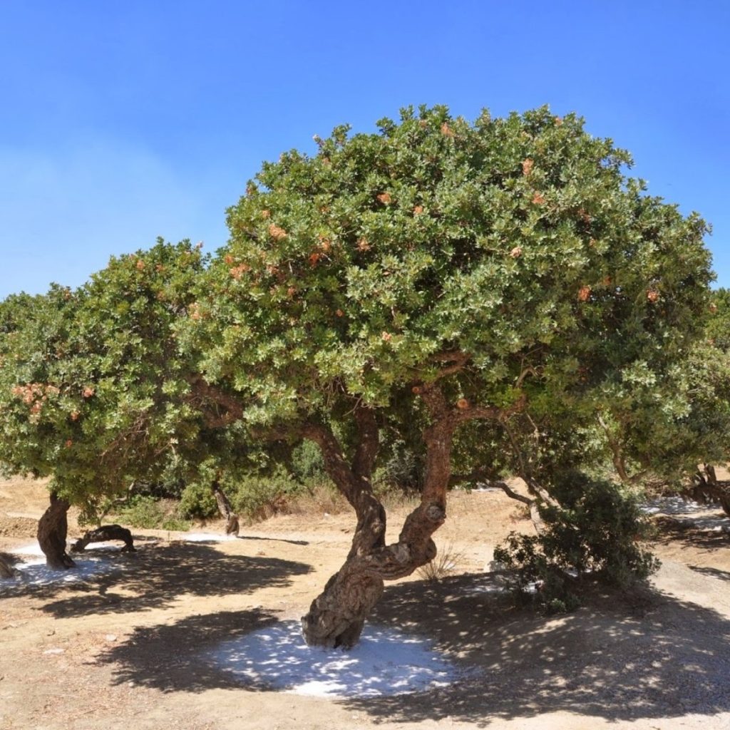 Sakız Adası Gezilecek Yerler