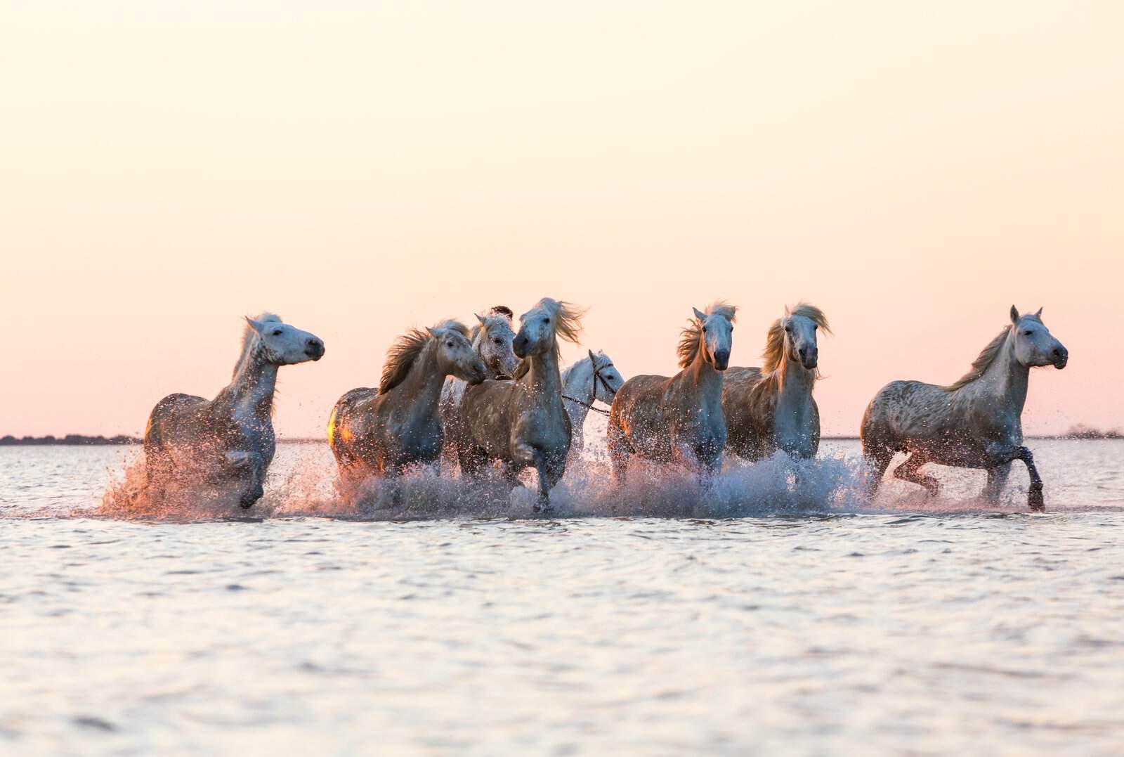 Camargue’da suda koşan beyaz atlar