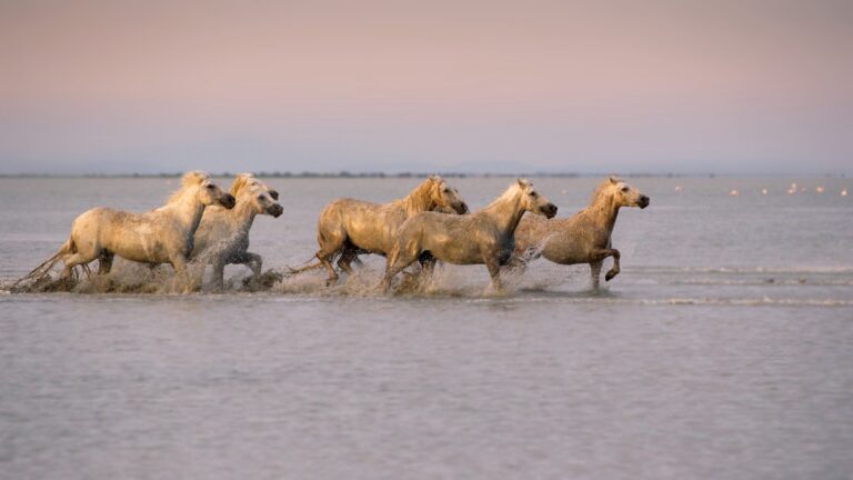 Camargue kıyısında gün batımında beyaz atlar