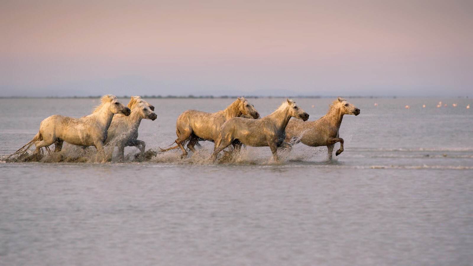 Camargue kıyısında gün batımında beyaz atlar