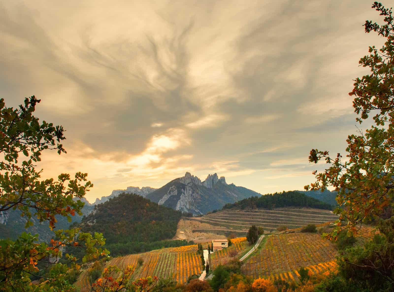 Dentelles de Montmirail önünde bağlar