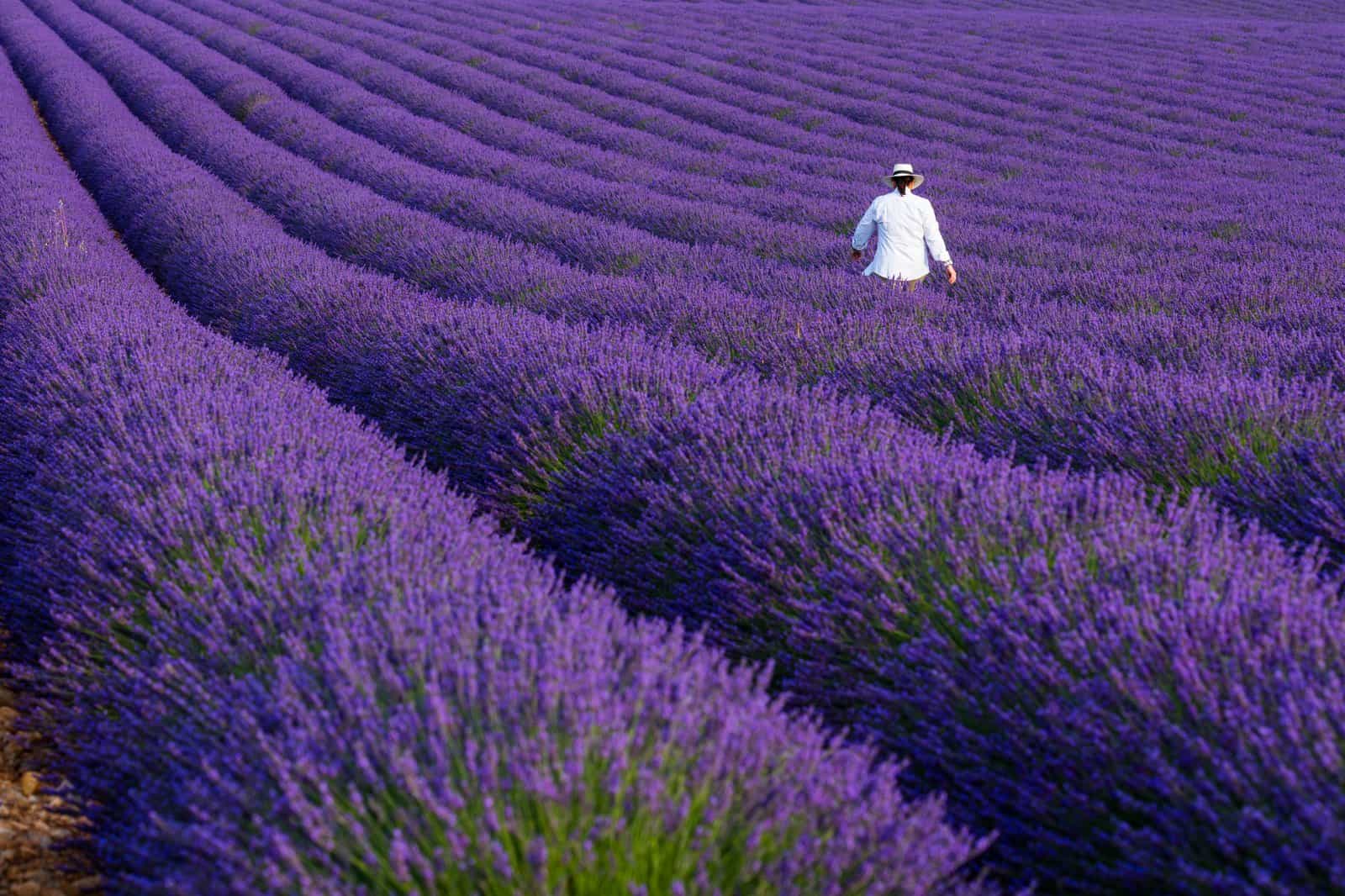 Valensole Platosu’nda lavandin tarlaları