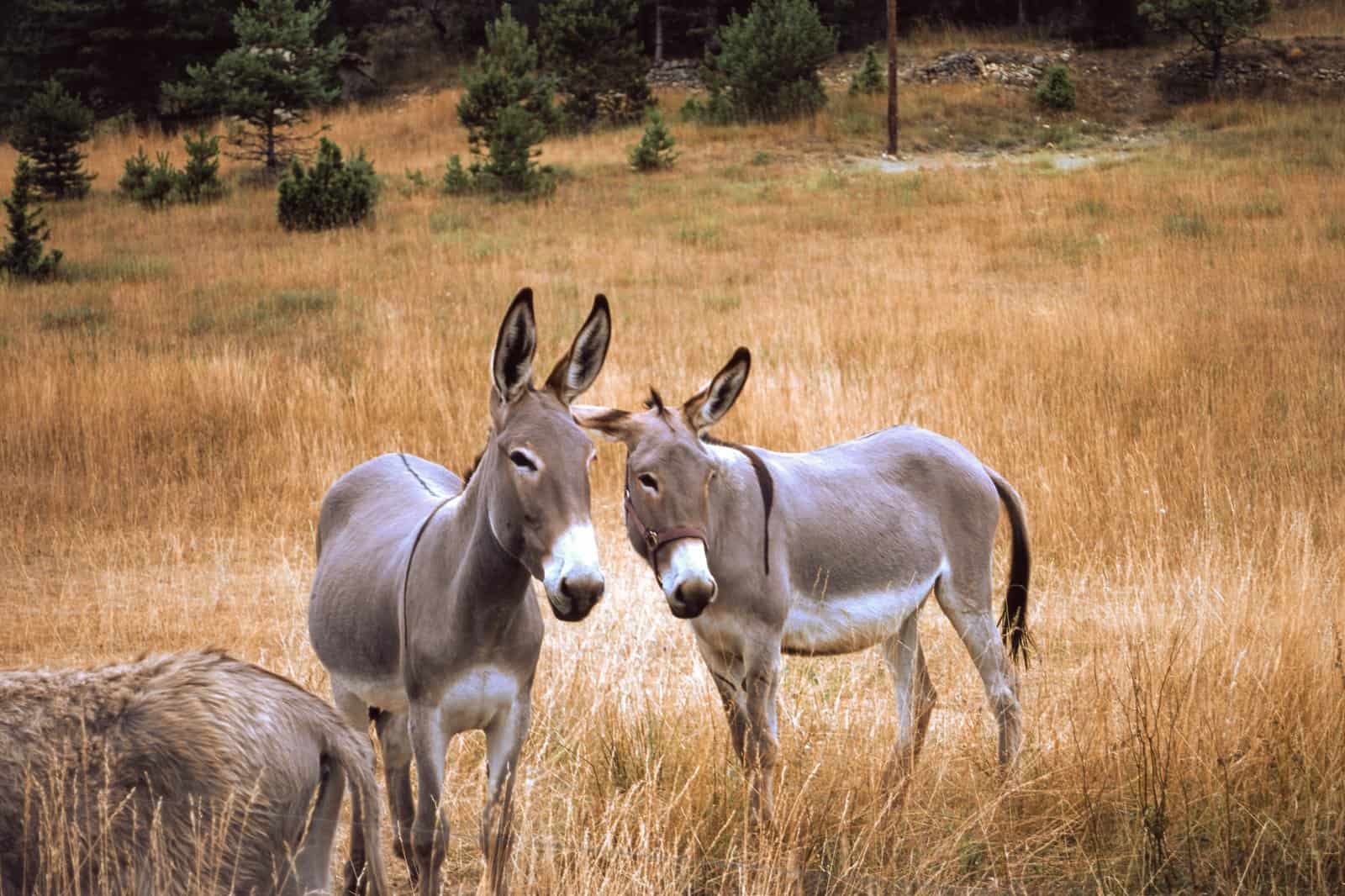 Verdon Kanyonu